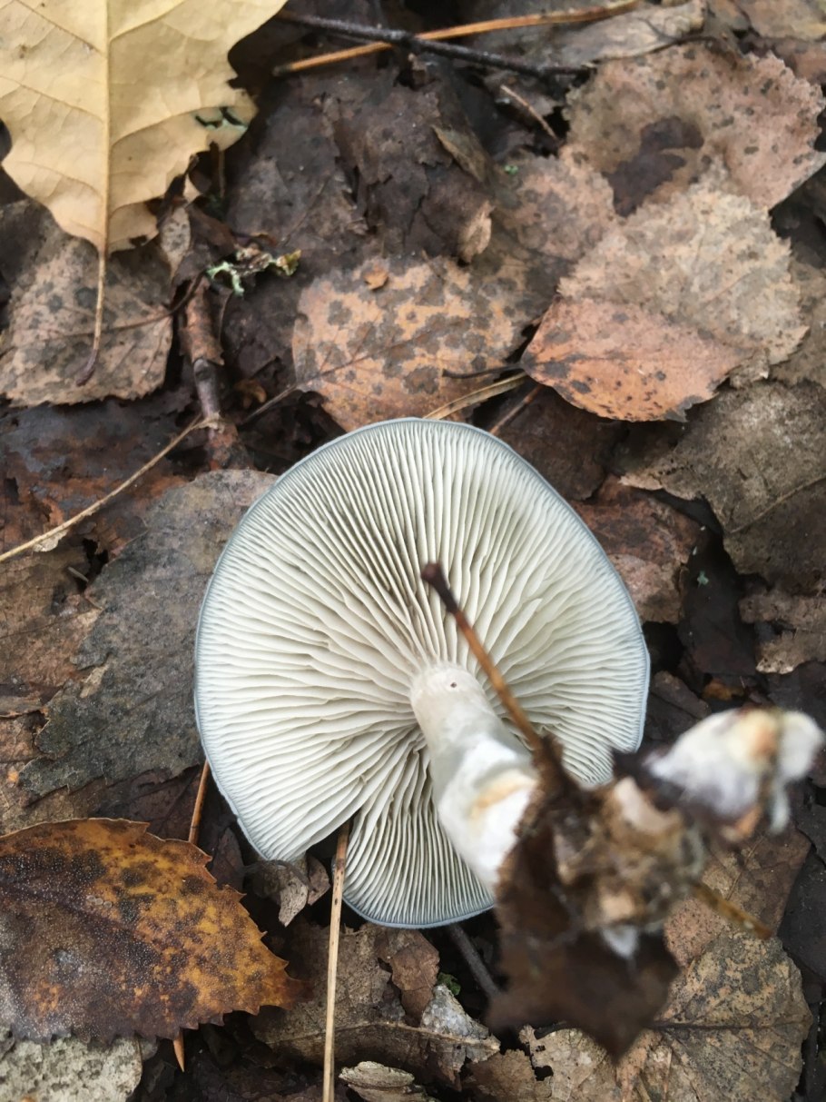 Говорушка бокаловидная Pseudoclitocybe cyathiformis