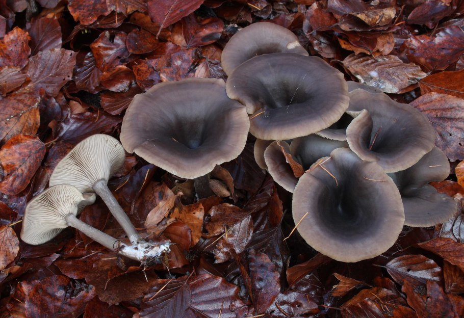 Говорушка подогнутая Infundibulicybe geotropa