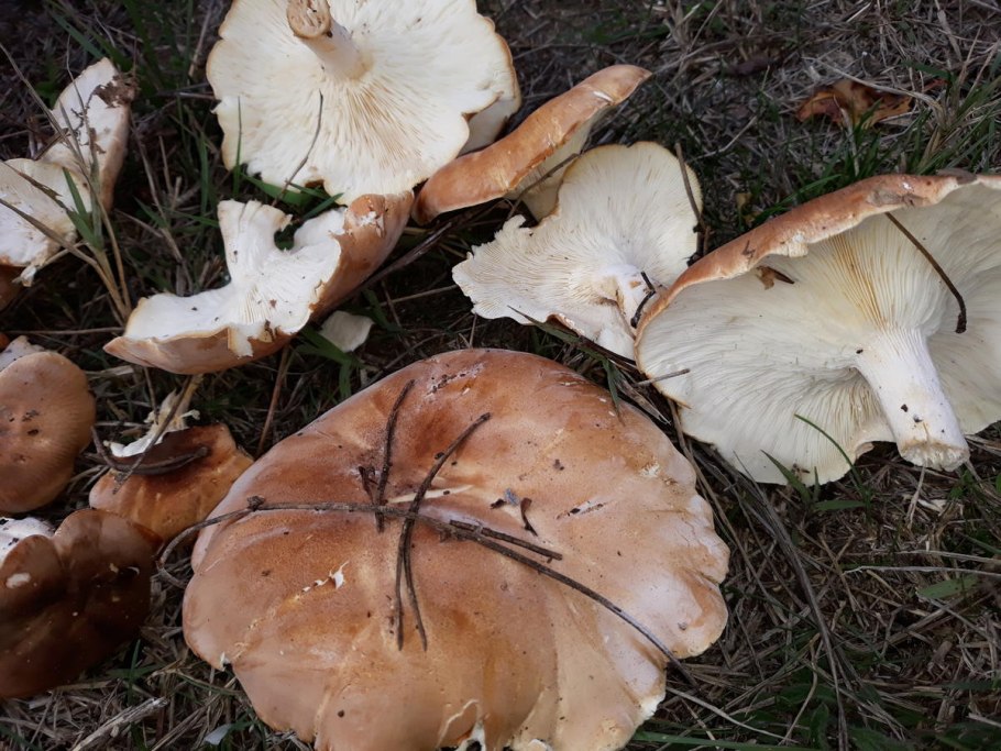 Clitocybe umbilicata