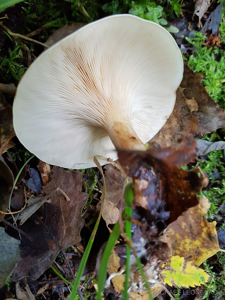 Говорушка оранжевая Крымская