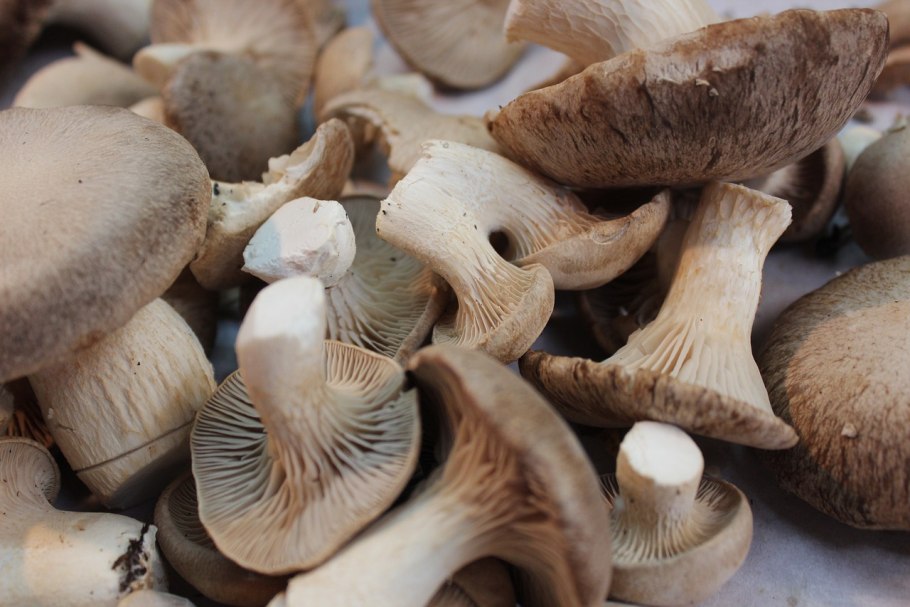 Говорушка бокаловидная Pseudoclitocybe cyathiformis