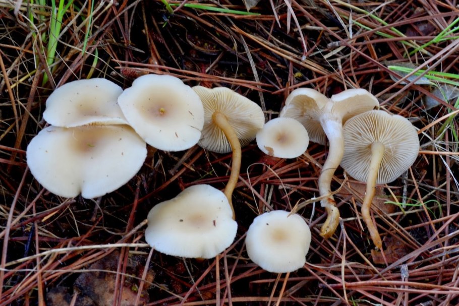 Говорушка благоухающая (clitocybe fragrans)