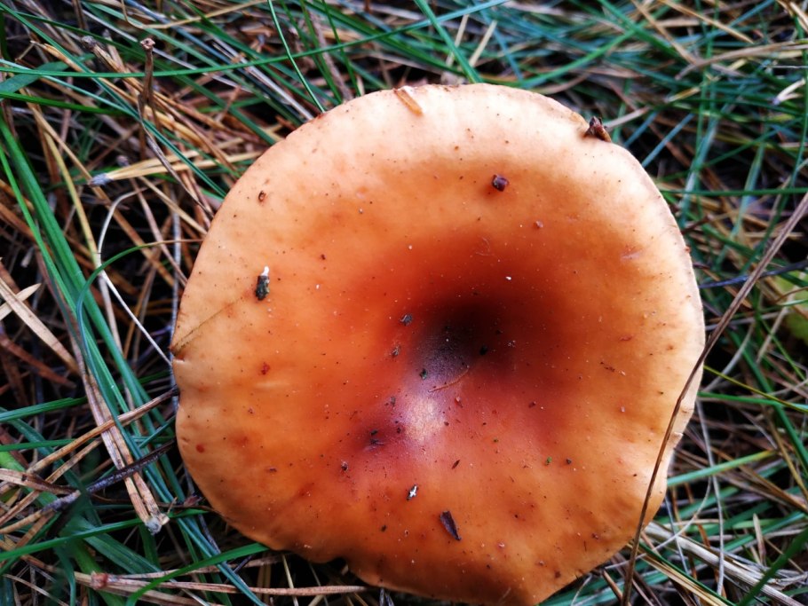 Clitocybe fasciculata