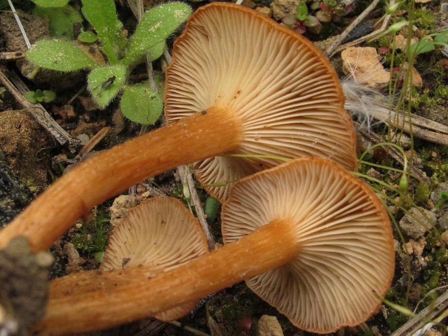 Говорушка беловатая Clitocybe vibecina