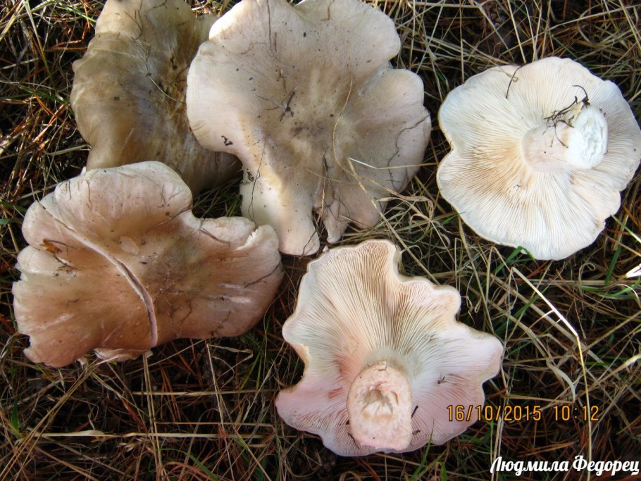 Говорушка буро-желтая Clitocybe Gilva