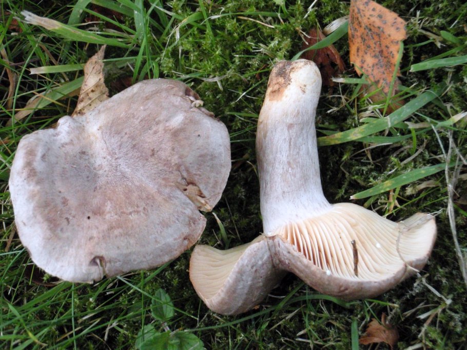 Млечник гриб серушка