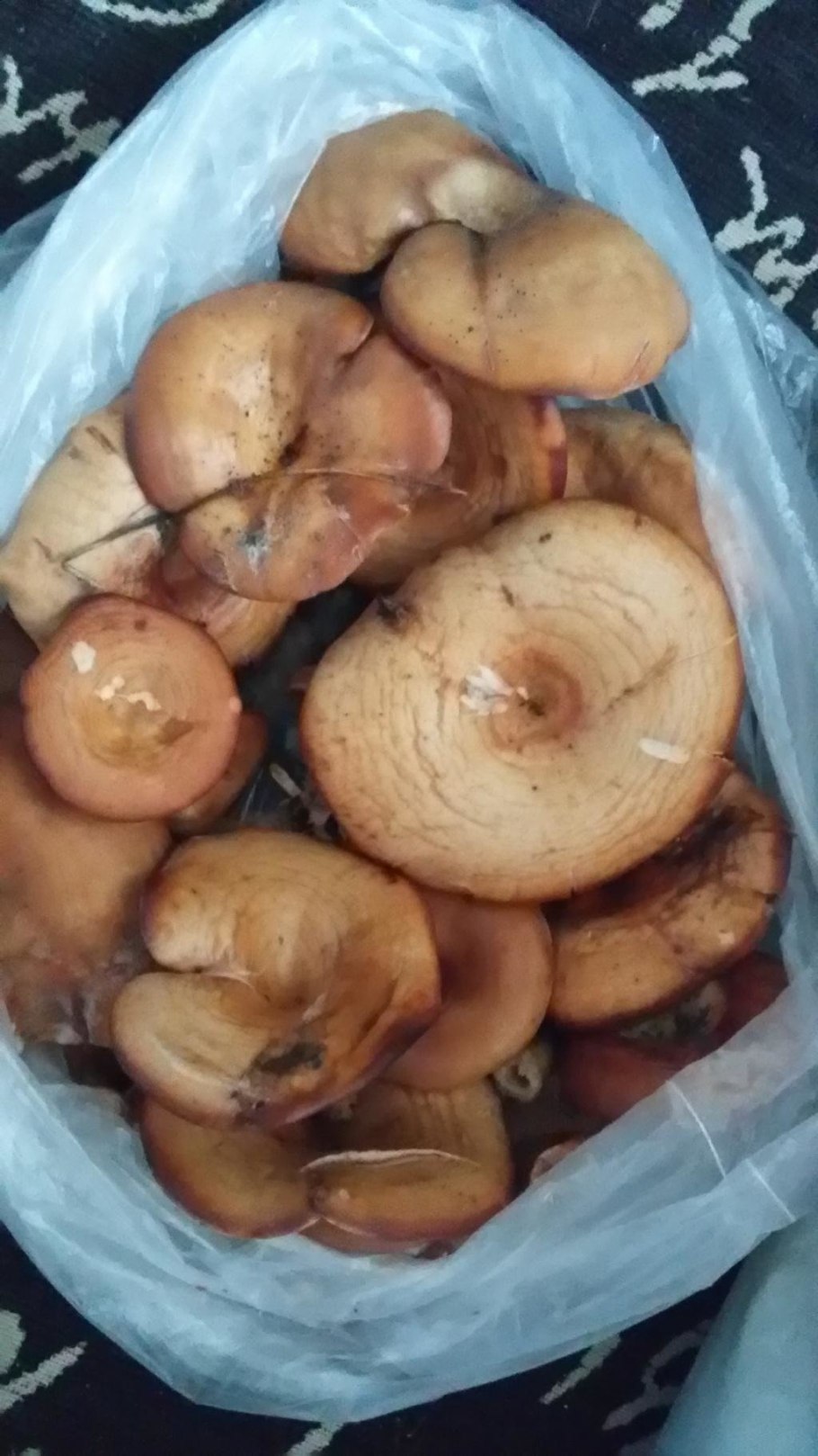 Говорушка рыже бурая