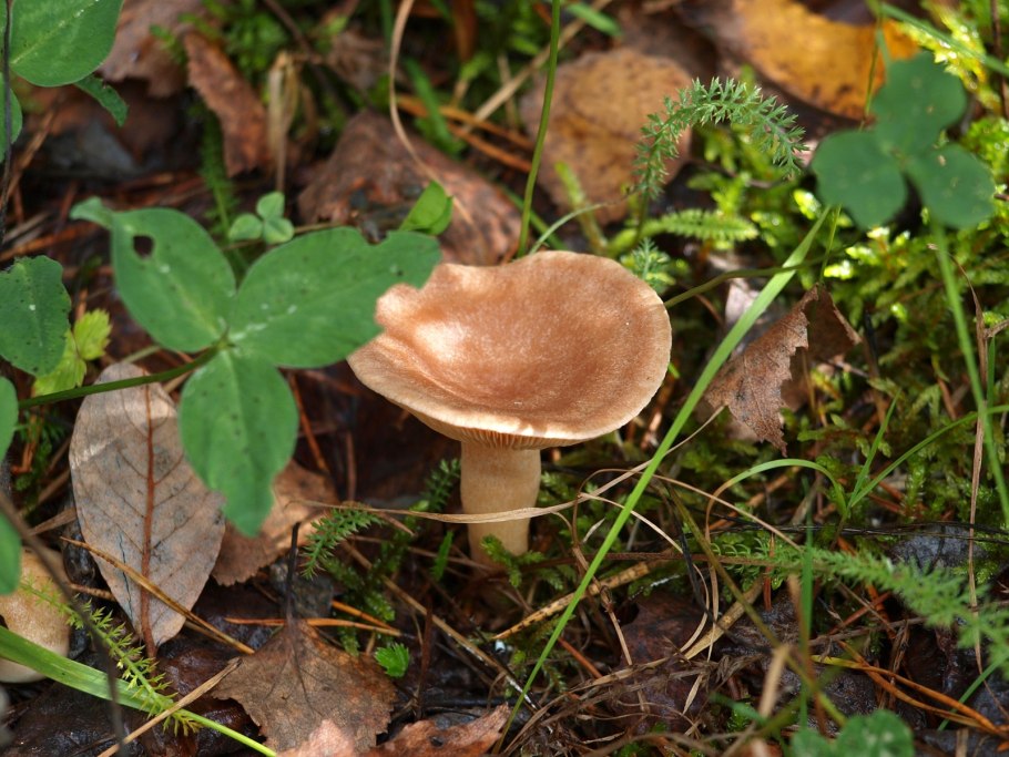 Говорушка бокаловидная pseudoclitocybe cyathiformis