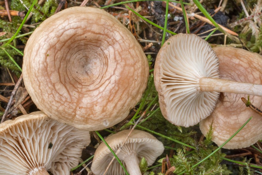 Clitocybe sinopica