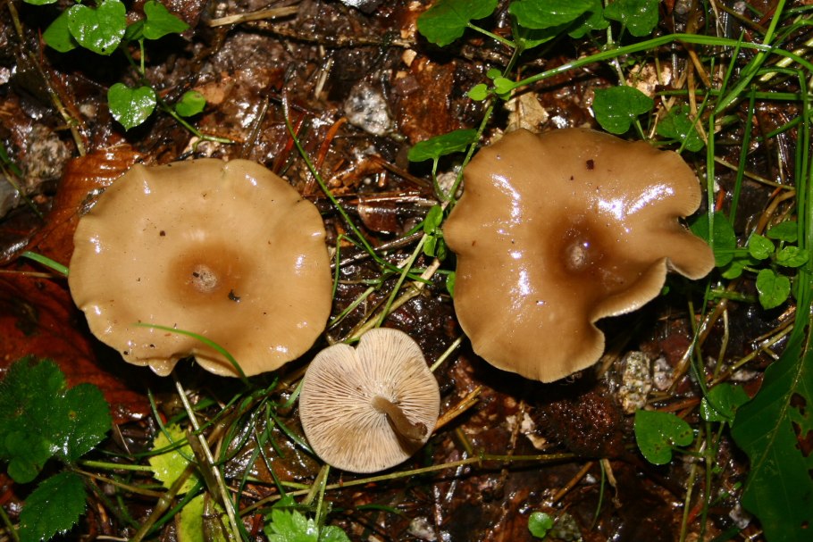 Pseudoclitocybe cyathiformis