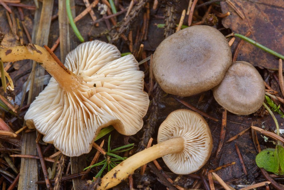 Говорушка бледноокрашенная. Clitocybe metachroa