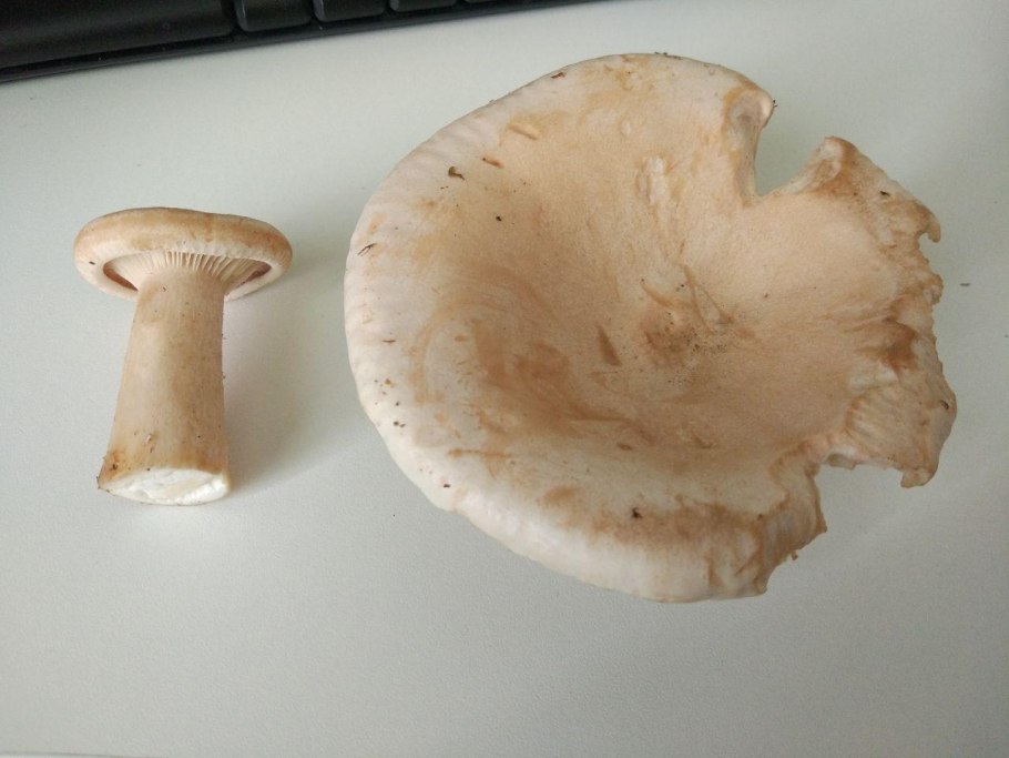 Грибы Clitocybe illudens