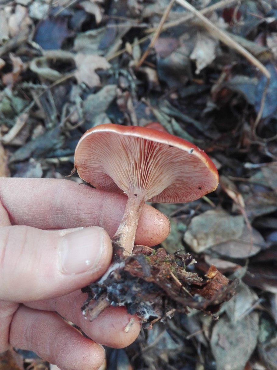 Clitocybe fasciculata