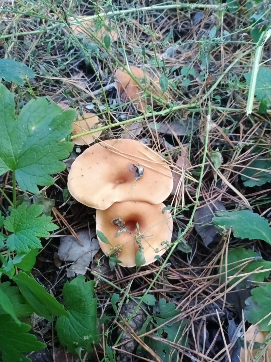 Говорушка булавоногая Ampulloclitocybe clavipes