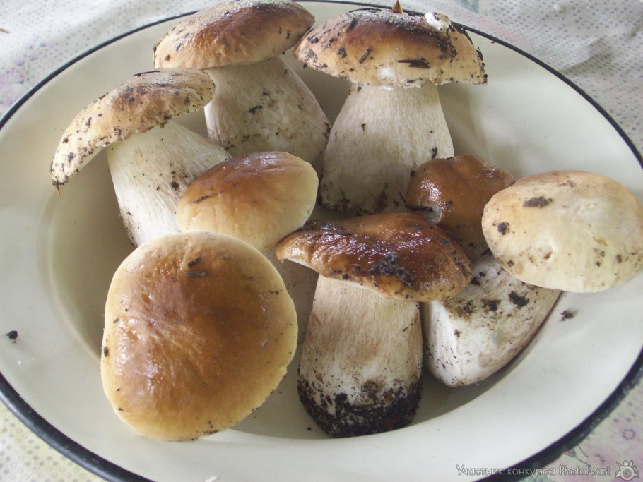 Мицелий шиитаке