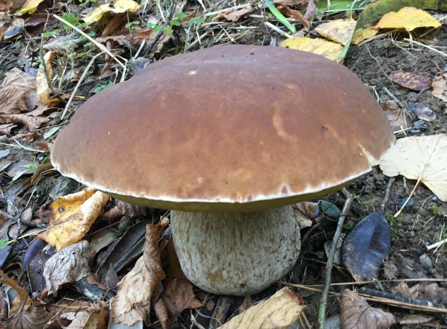 Грибной мицелий шампиньоны