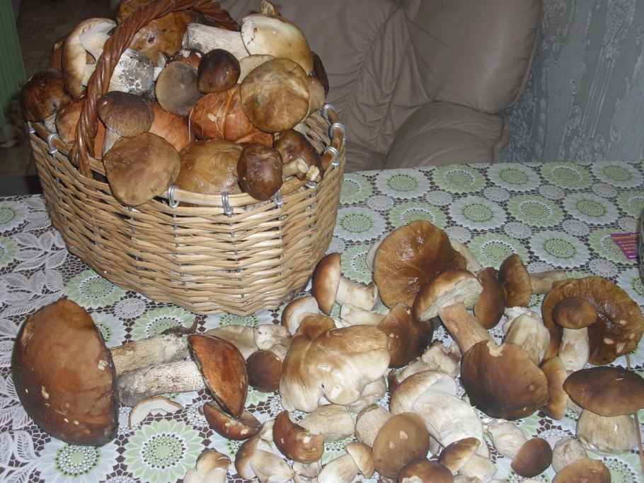 Домашняя грибница белых грибов