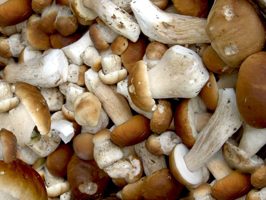 Семена белых грибов