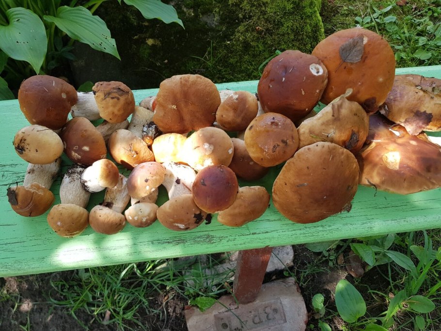 Семена белых грибов