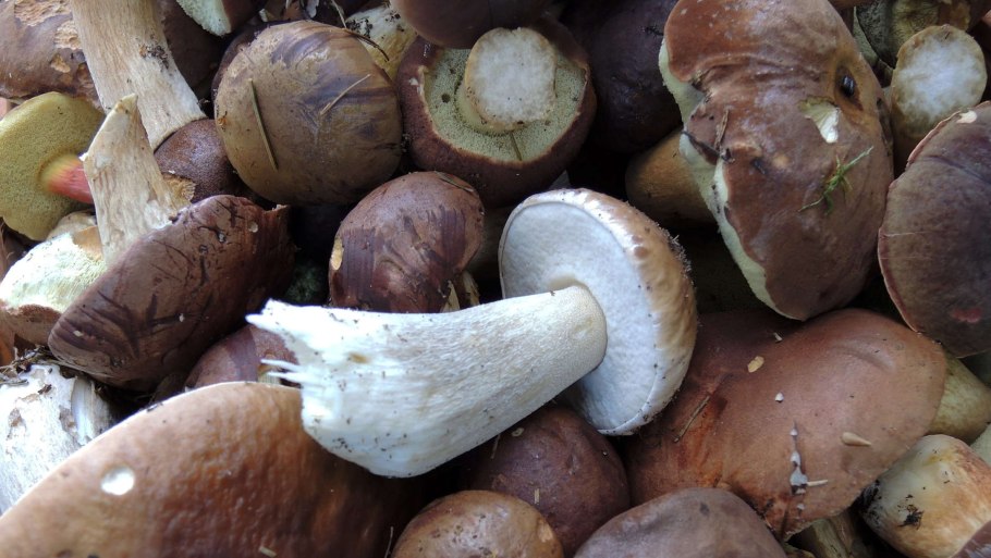 Выращивание белых грибов