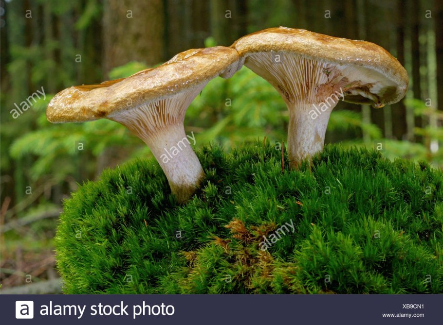 Дунька гриб свинушка