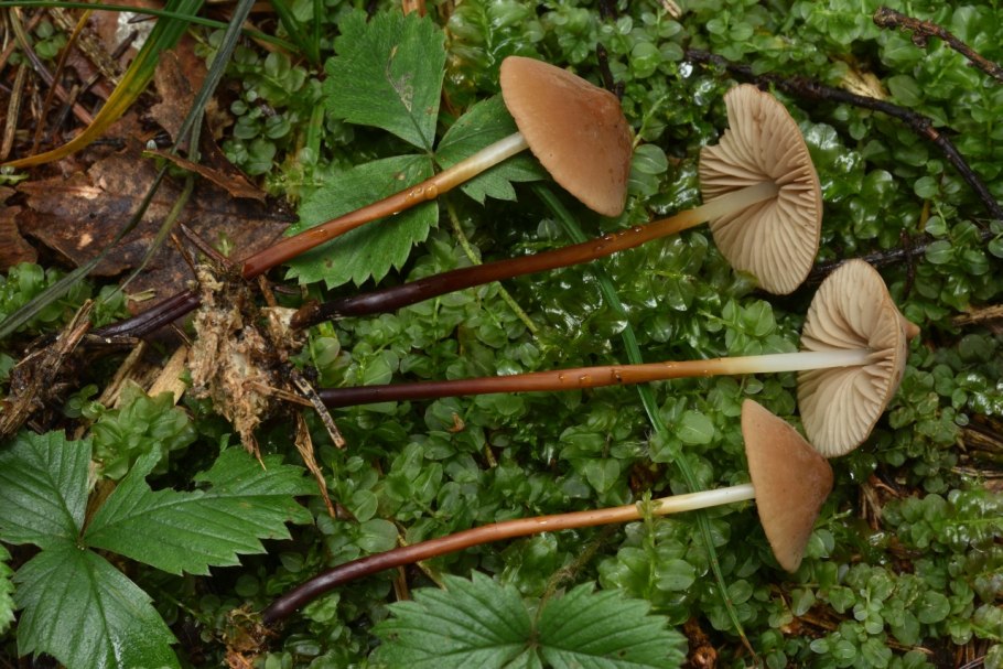 Свинушка тапинелла