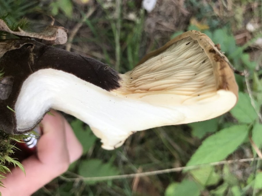 Негниючник соприкасающейся