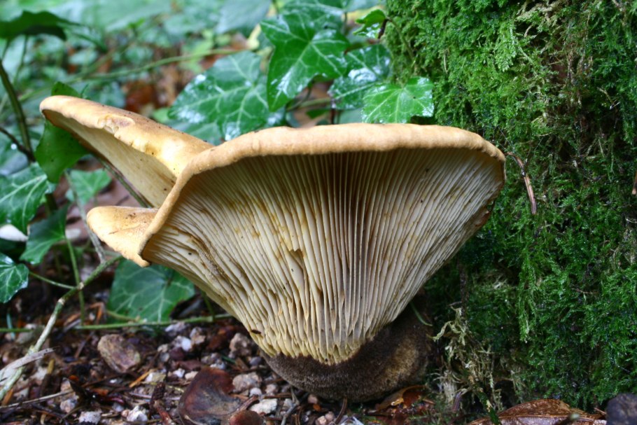 Свинушка тонкая Paxillus involutus