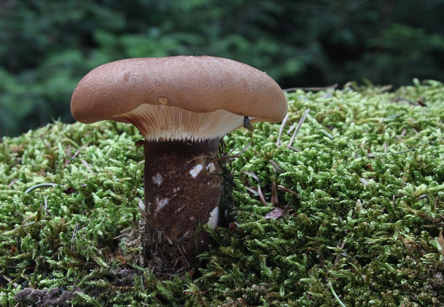 Грибы пластинчатые свинушка тонкая