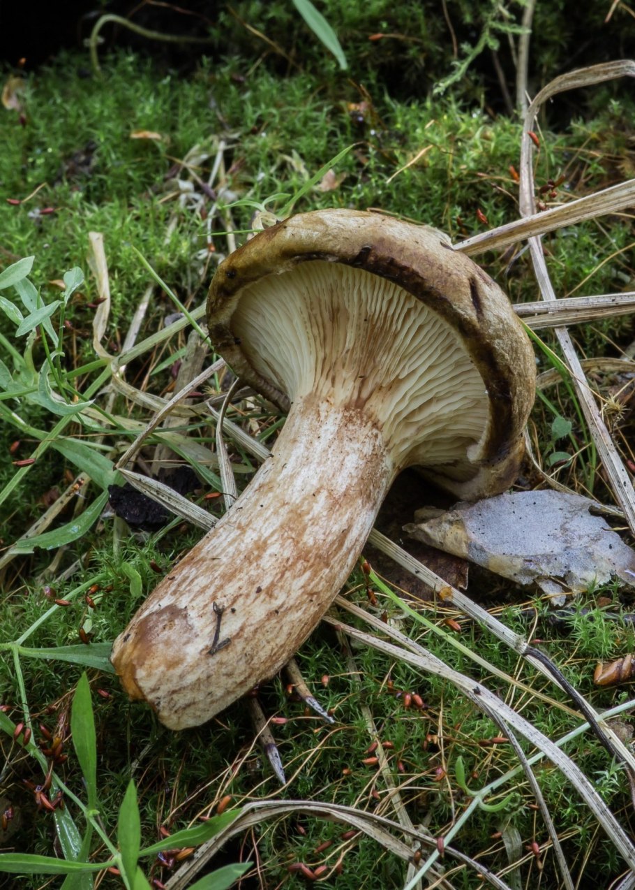 Свинушка тонкая Paxillus involutus