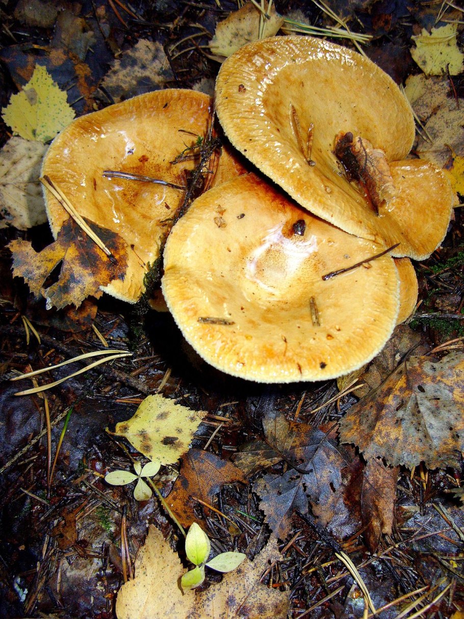 Грибы свинушки осень