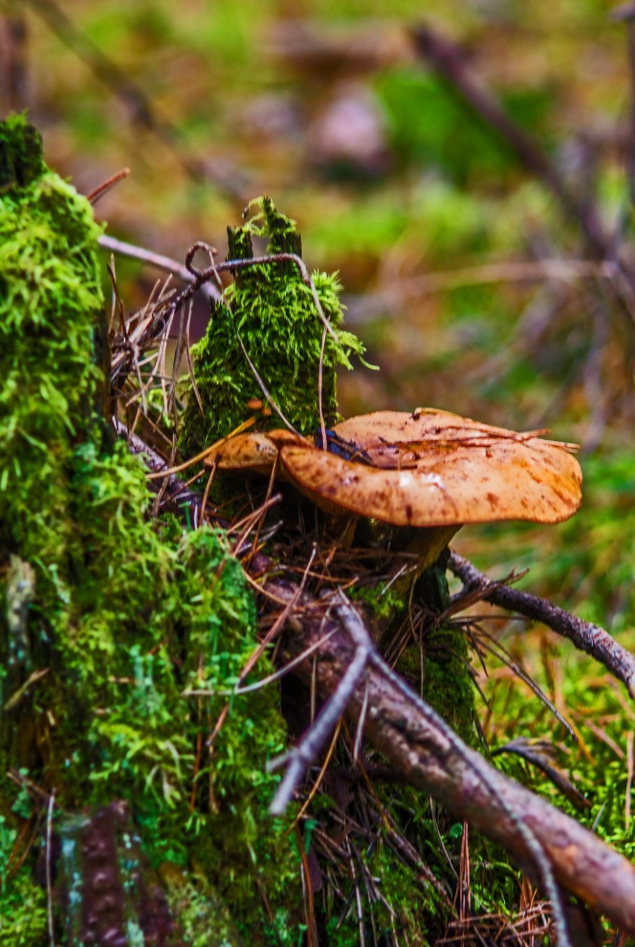 Грибы кобылы