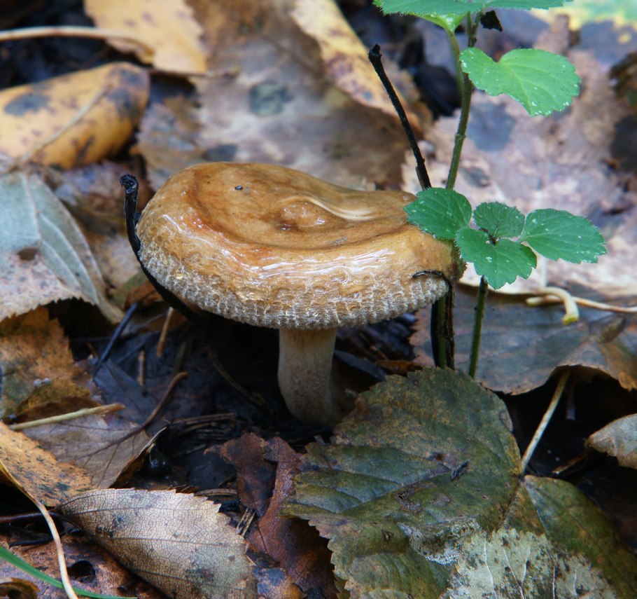 Paxillus involutus