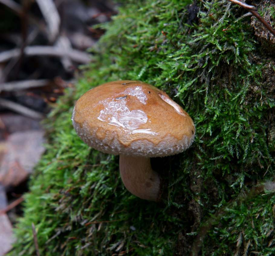 Матрешка свинушка гриб