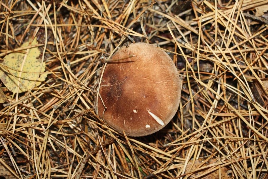 Перепончатые грибы