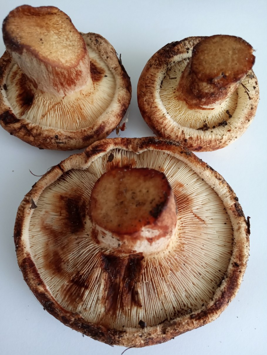 Волнушки и свинушки