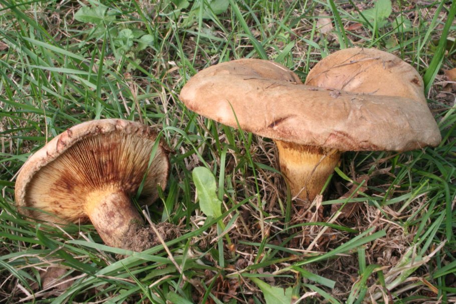 Свинушка тонкая Paxillus involutus