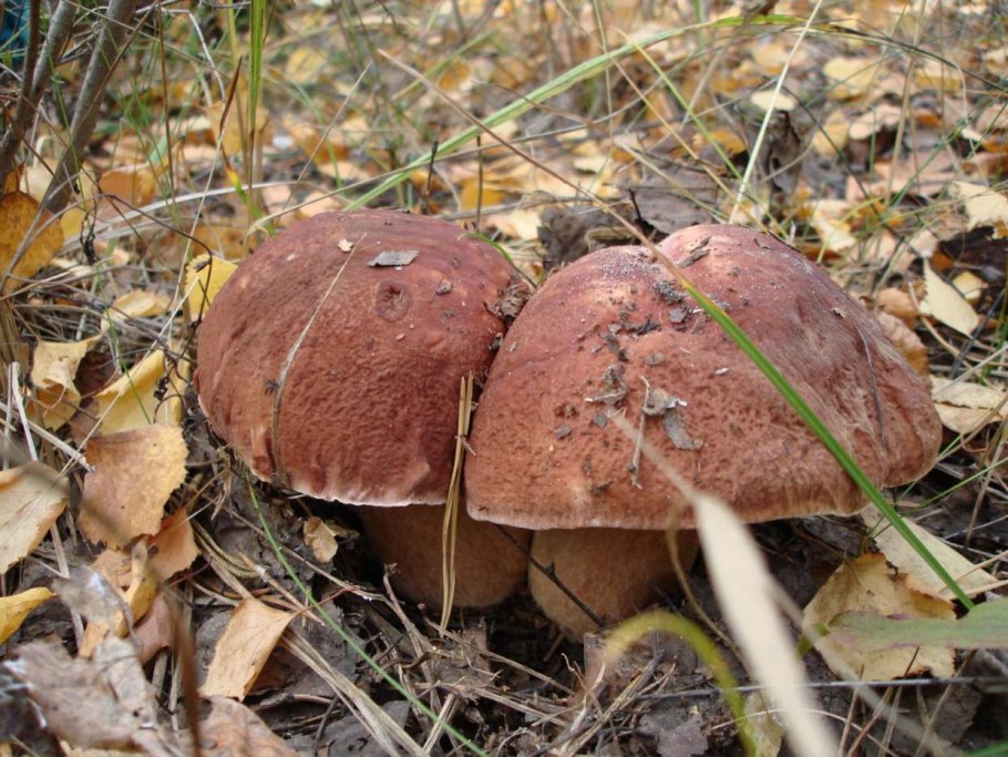 Гриб свинушка