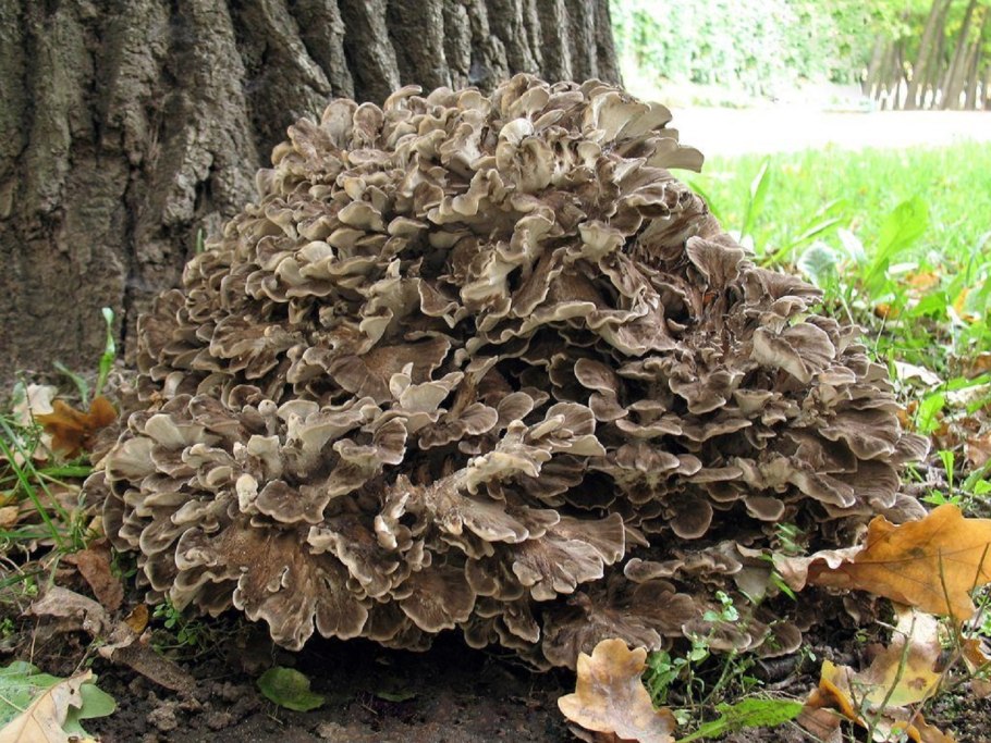 Гриб баран/Квочка