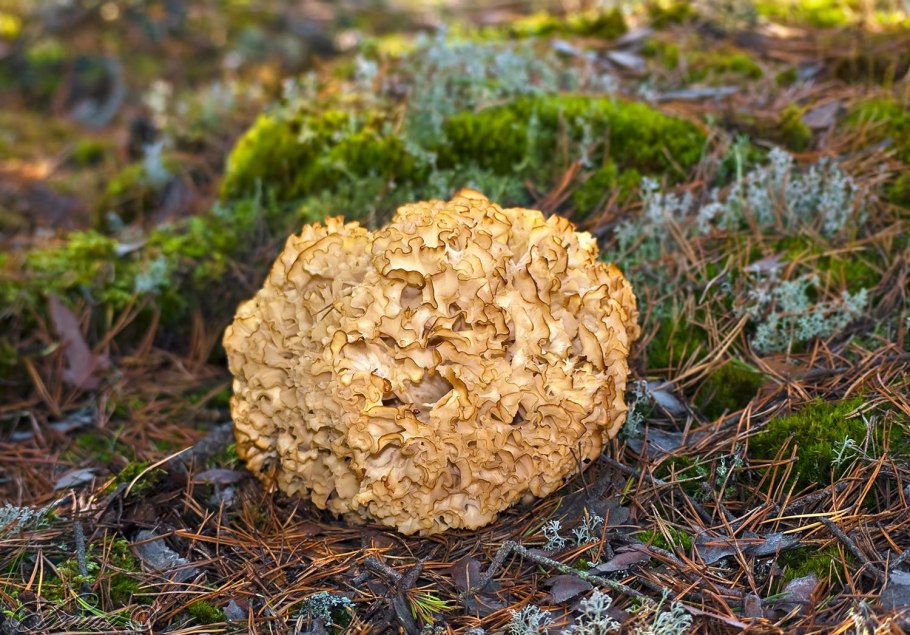 Грифола курчавая гриб