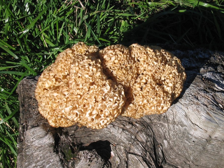 Грифола курчавая