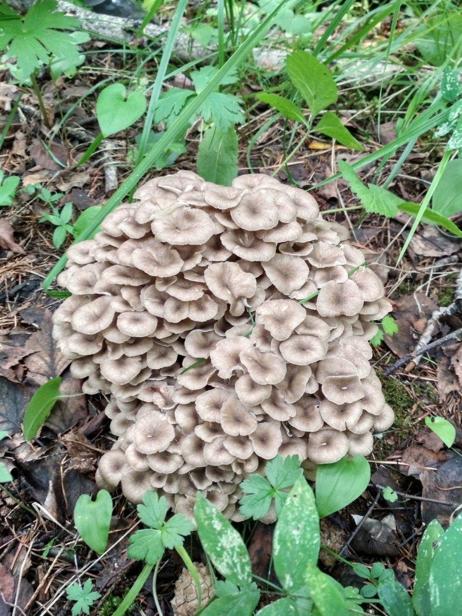 Спарассис курчавый