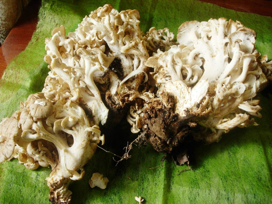 Грифола кучерявая