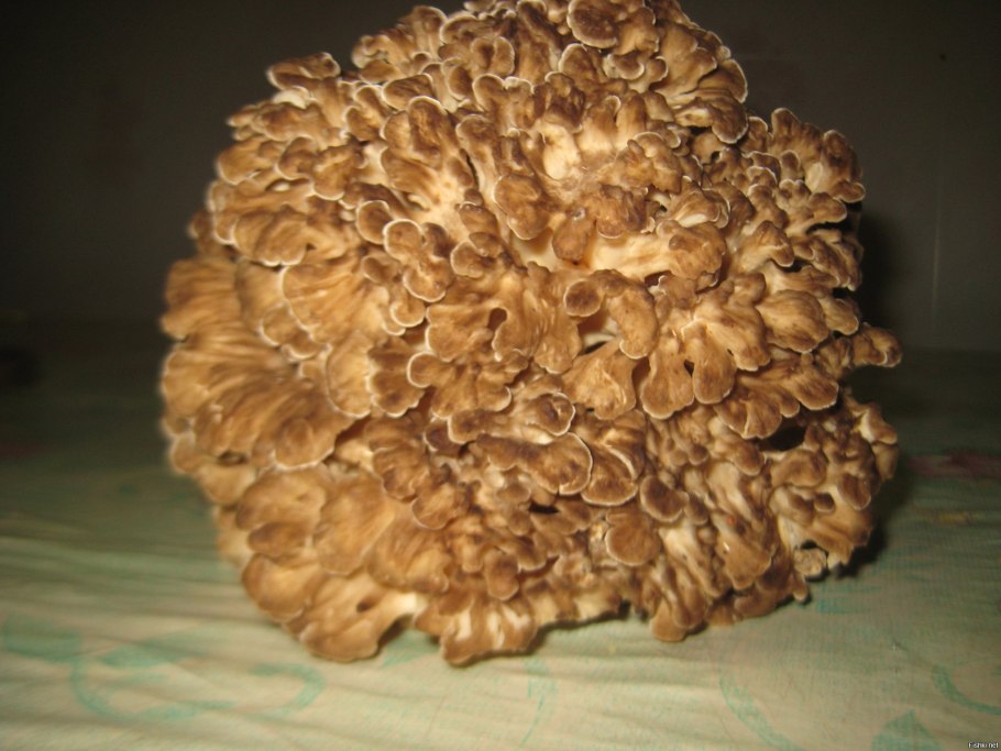 Грифола курчавая Тимирязевский парк