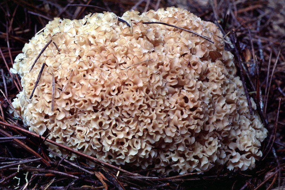 Грифола курчавая