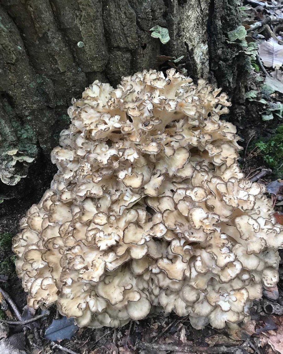 Краснокнижный гриб баран