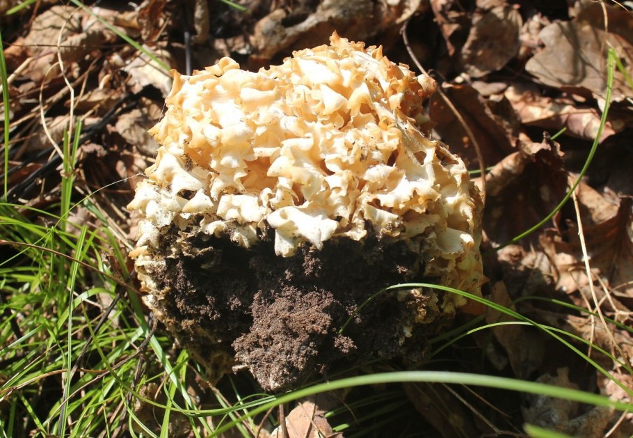 Гриб спарассис курчавый