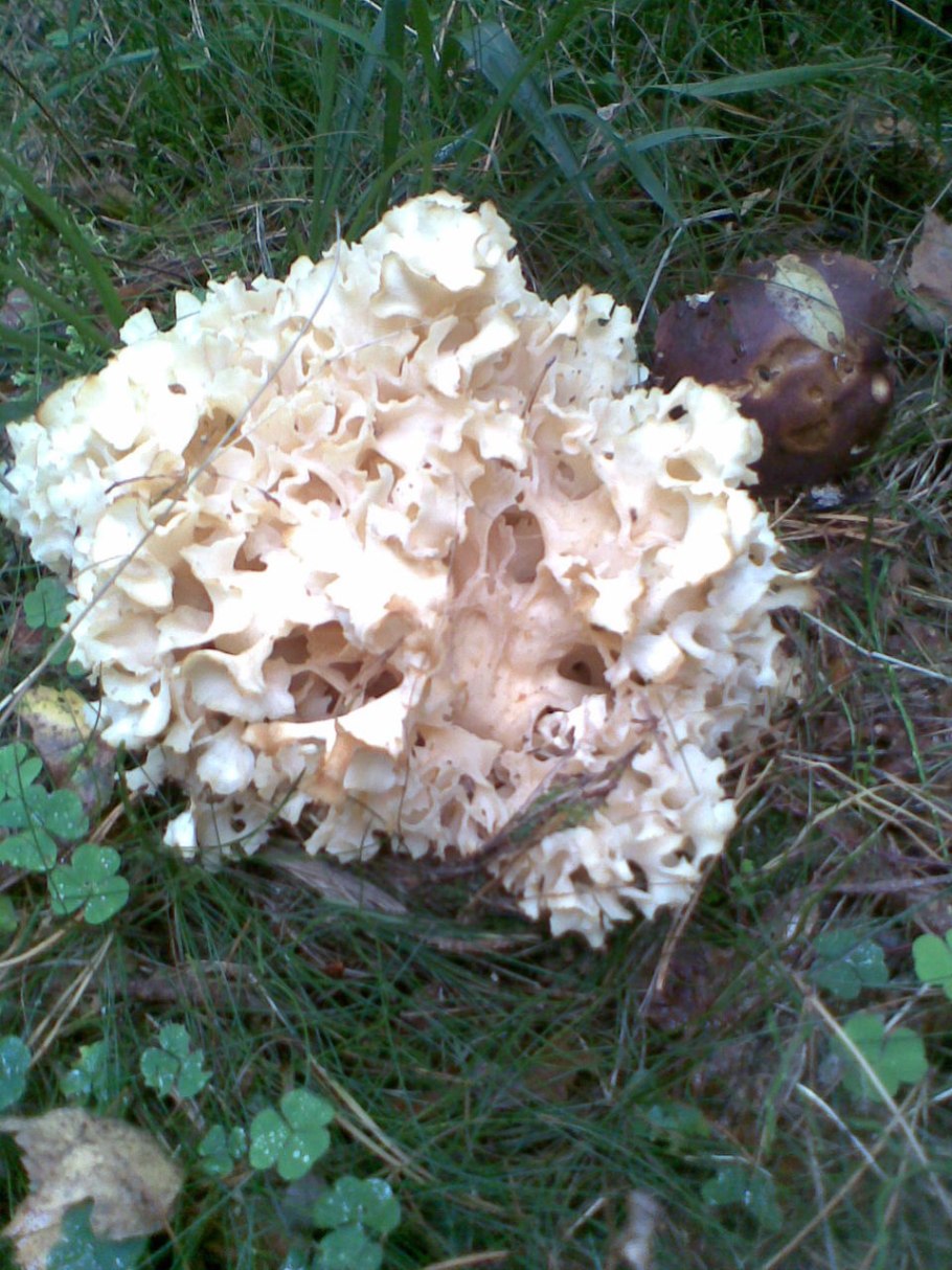 Гриб баран трутовик зонтичный