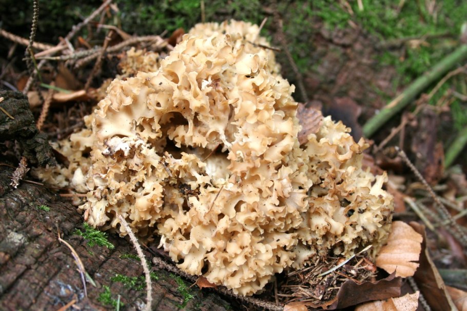 Morchella esculenta под микроскопом