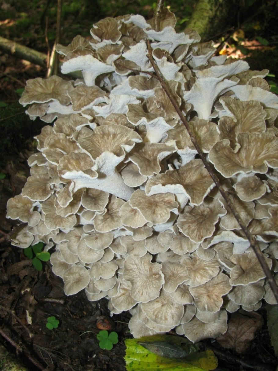 Грифола курчавая